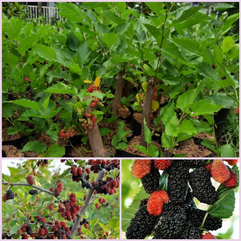 MURBEY BATANG BESAR_ SUDAH BERBUAH