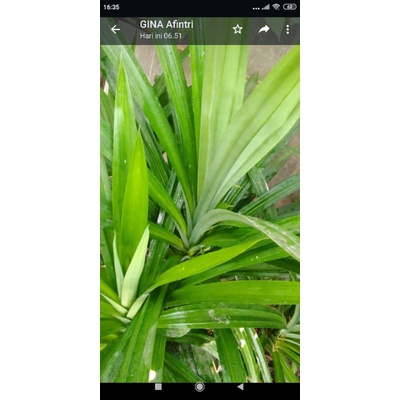 

DAUN PANDAN DAUN WANGI PANDAN WANGI 7