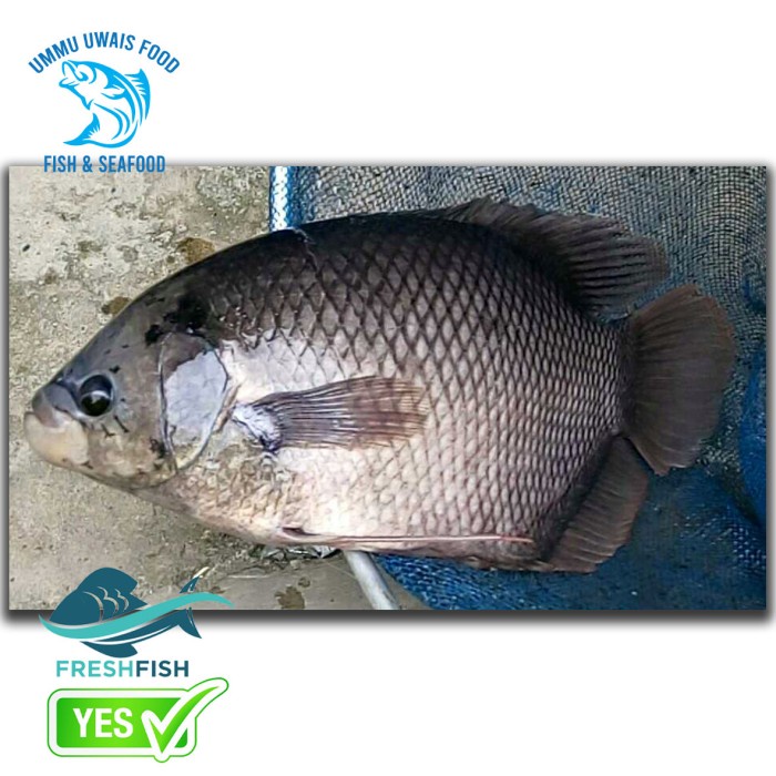 

Ikan Gurame Segar - 1 Kilogram