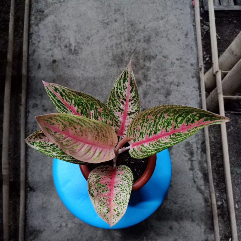 Aglaonema Red Legacy