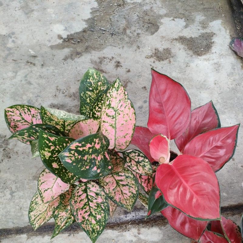 aglonema LV rumpun dan suksom rumpun