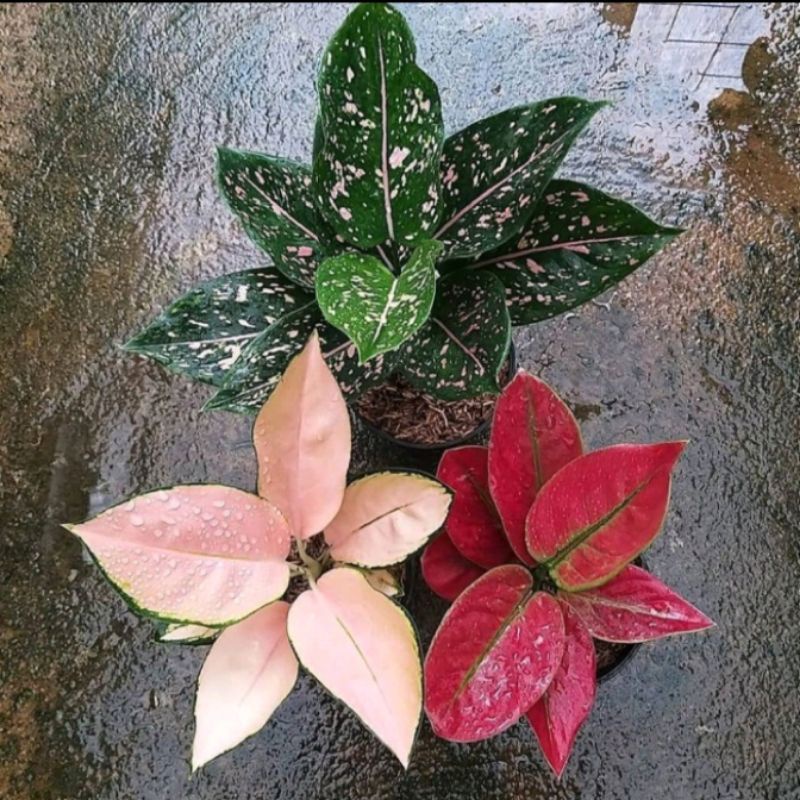 paket 3 bibit/anakan daun 1/2 aglonema pink delmation - kocin sutra - ayunindi