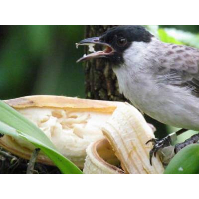 ASLI GEDE Bibit Pisang Kepok Putih, Pisang Kepok Putih, Jual Bibit Pisang Kepok Putih