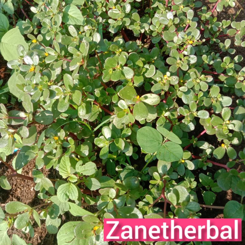 

Daun krokot merah segar langsung petik per 500 gram-az