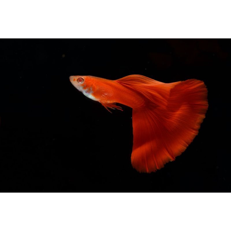 ikan hias Guppy AFR ikan hias untuk aquarium aquascape jenis air tawar ikan lucu ikan unik ikan cant