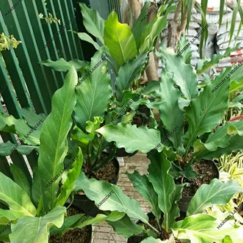 PROMO Tanaman Hias Anthurium Gelombang Cinta - Tanaman Hidup-,Bunga Hidup Murah Bunga Hiasan rumah