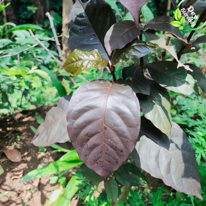 

Daun ungu / Handelem segar Per 30 Lembar