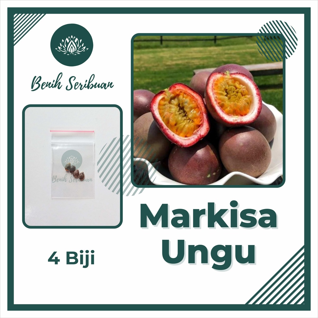 4 Benih Bibit Buah Markisa Ungu Manis Super Tanaman Buah Buahan Markisa Madu Premium Berkualitas Unggul