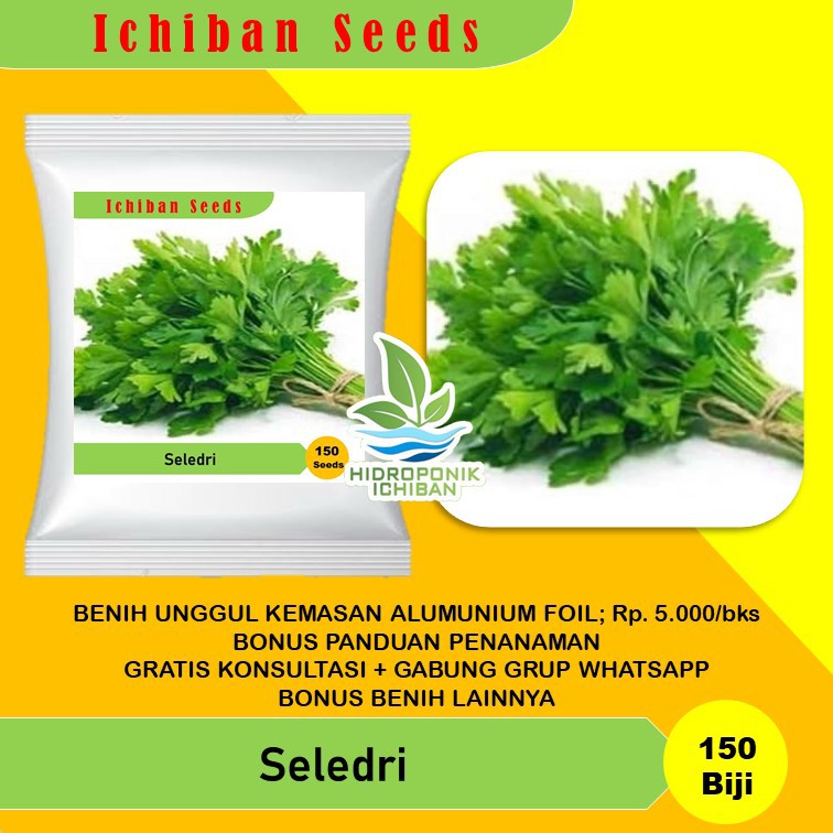 Benih Bibit Biji Seledri Celery Summer Green Known You Seed