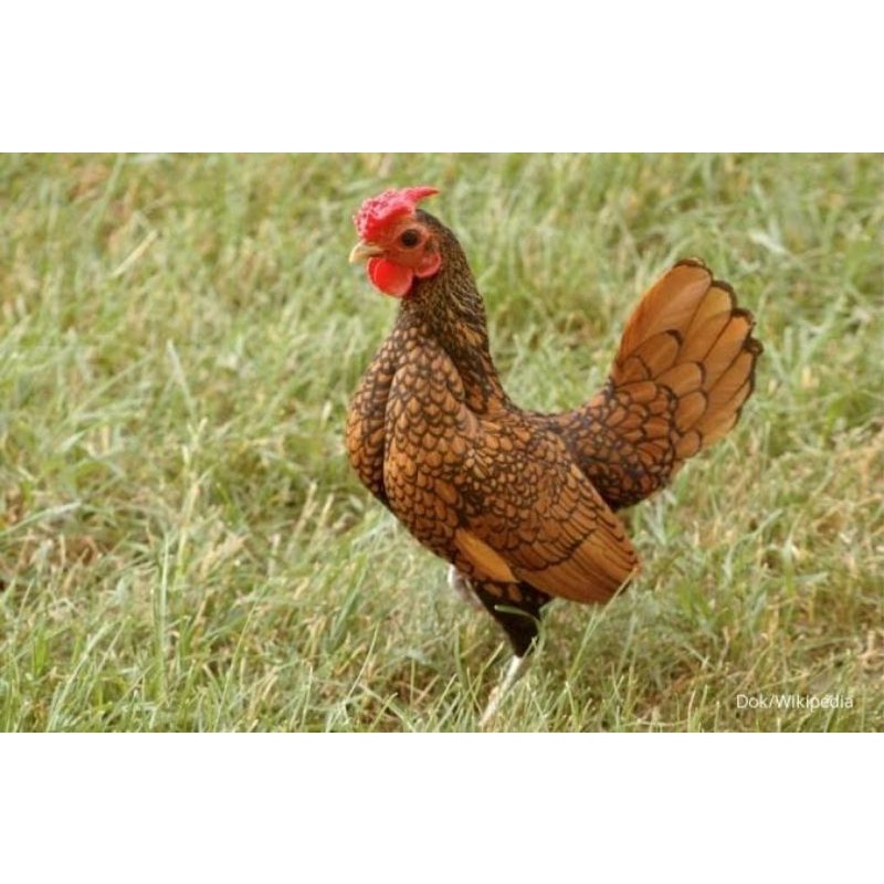 

TELUR AYAM KATE BATIK ITALY KANADA