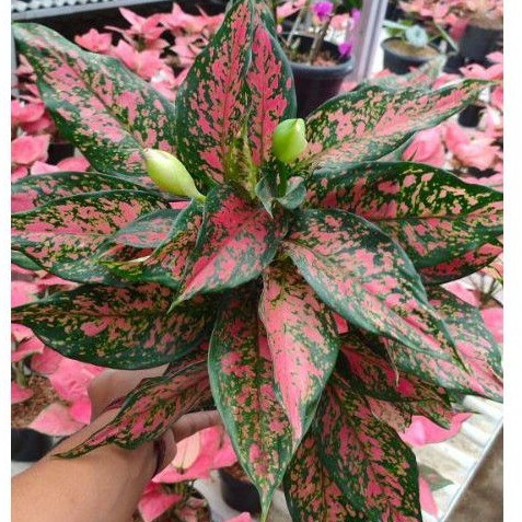 Tanaman Hias aglaonema ruby garuda batik Rumpun