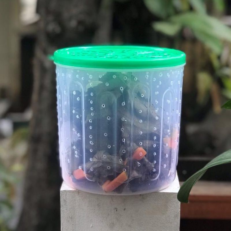 Kelabang Hidup + Toples