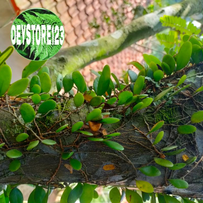 

Daun sisik naga segar Atou picisan 100 grm petik langsung