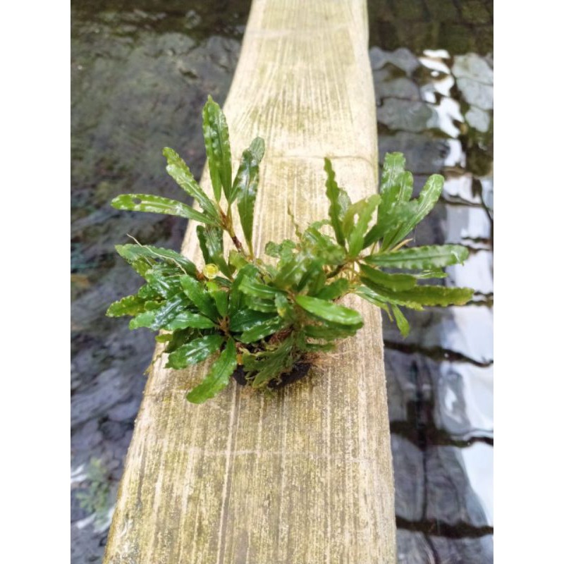 Tanaman aquascape Wabikusa Bucephalandra velvet