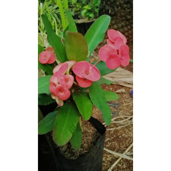 TANAMAN HIAS HIDUP EUPHORBIA BUNGA MERAH