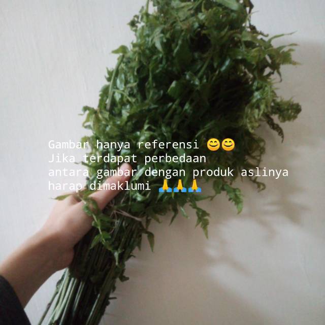 

ANMART | 1 ikat Daun Pakis | Sayuran Segar | Sayur Online