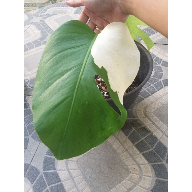 Monstera Deliciosa Varigata