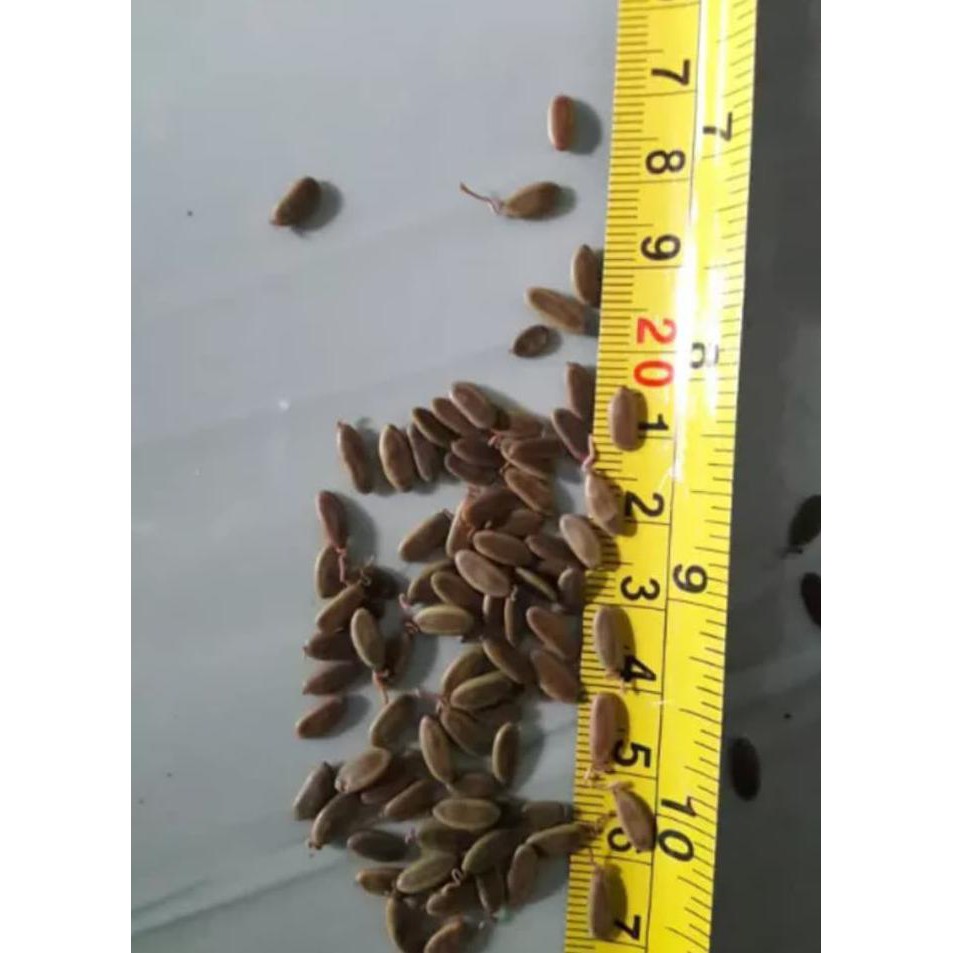 Bibit Buah Biji Sengon Solomon Kemasan 1 Ons