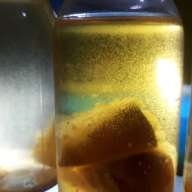 Vinegar Eel pakan burayak ikan hias, cupang molly platy guppy