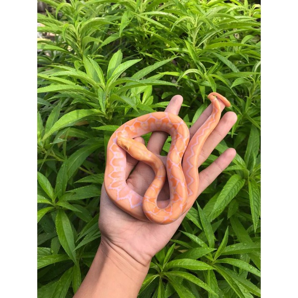 Retic Albino White phase