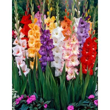 Umbi Bibit Bunga Gladiol  Mix Shopee Indonesia