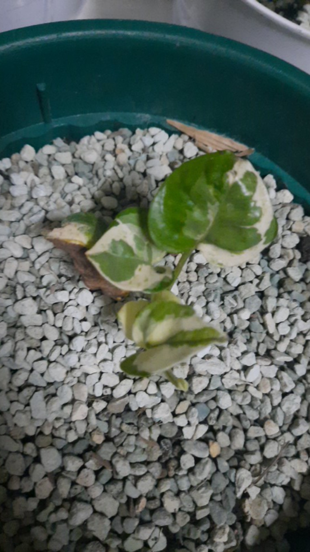 Tanaman Hias Sirih Gading Enjoy - Pohon Sirih Gading Koin - Tanaman Gantung Merambat