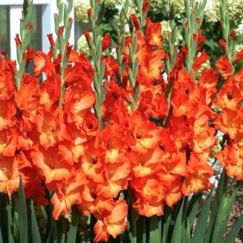 Jual Umbi Bunga Gladiol Orange