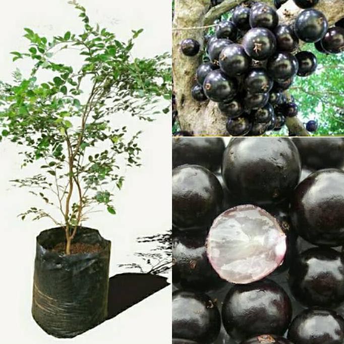Biji Benih Bibit Buah Anggur Brazil / Anggur Pohon An2