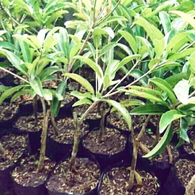 Paket ekonomis 4 bibit sawo jumbo