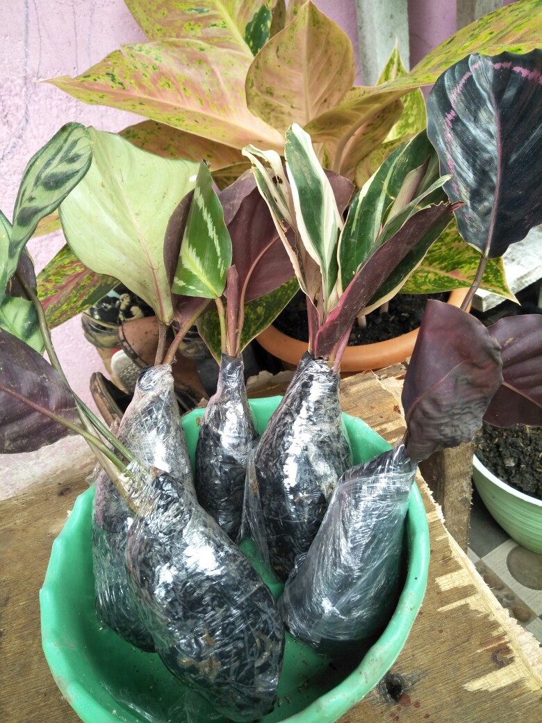 Paket Murah 5 Jenis Calathea Tanaman Hias Terlaris