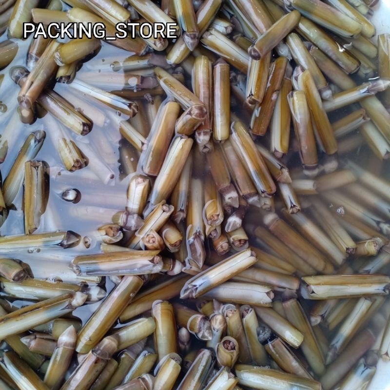 

Kerang Bambu / Kerang Segar Fresh Bergaransi