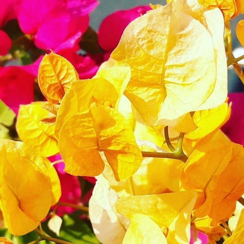 Tanaman Hias Bugenvil Bunga Kuning/ Tanaman Hias Bugenvil Bunga kuning