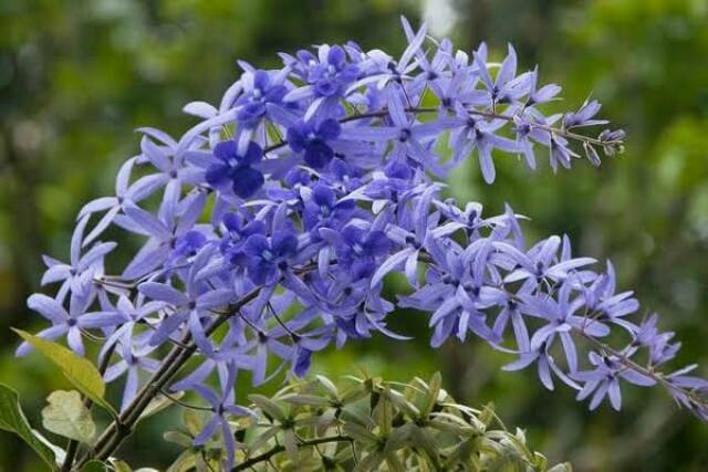 Bibit Petrea Biru/ Bunga Patrea Biru/Blue Patrea Petrea Volubilis