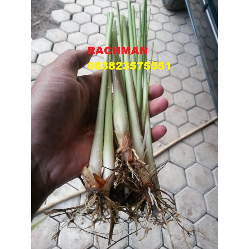 

MURAH Sereh masak berakar