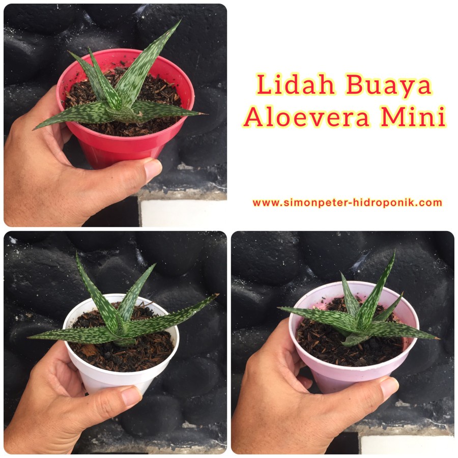 Tanaman Hias Sukulen Kaktus Lidah Buaya Aloevera MINI Aloe Vera