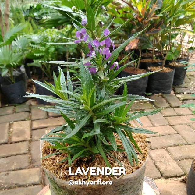 Tanaman Lavender Pengusir Nyamuk Bunga Lavender Shopee Indonesia