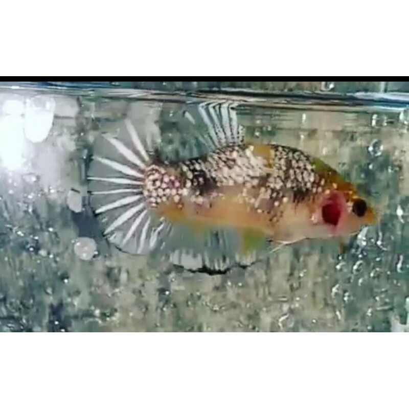 

yellow coper gold