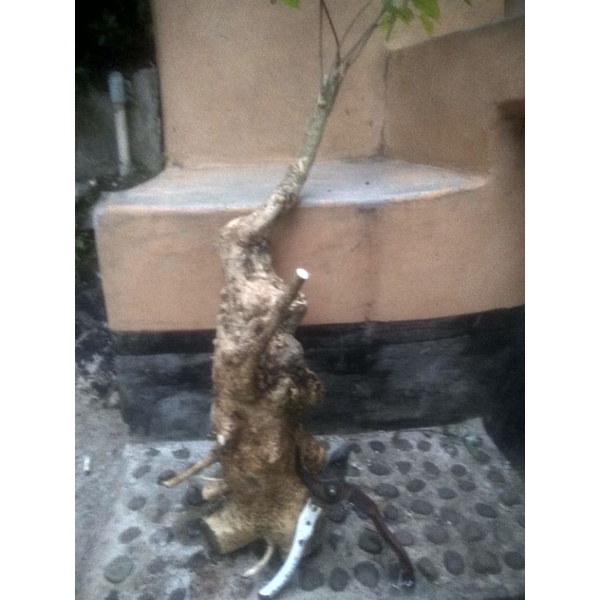 Dongkelan Mentaos/Jalitri Bahan Sambung Anting Putri