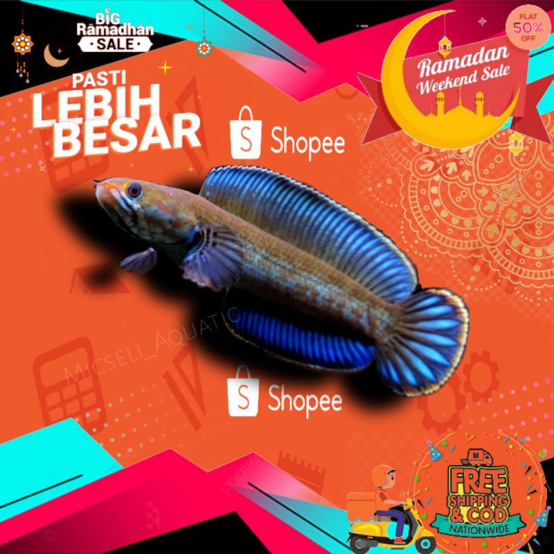 

CHANNA ANDRAO 8-9km / Channa andrao / IKAN / GABUS HIAS / IKAN HIAS