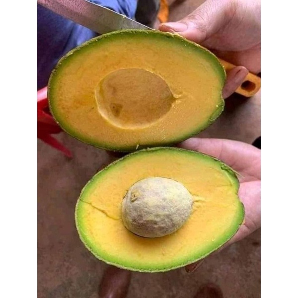 

alpukat 1kg