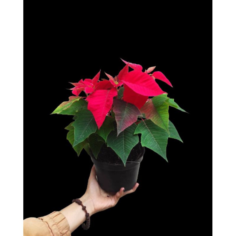 PROMO TANAMAN HIAS BUNGA SUPER KASTUBA POINSETTIA WARNA MERAH | TERMURAH