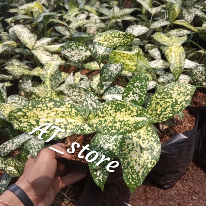 tanaman hias dracena florida - tanaman drasena florida