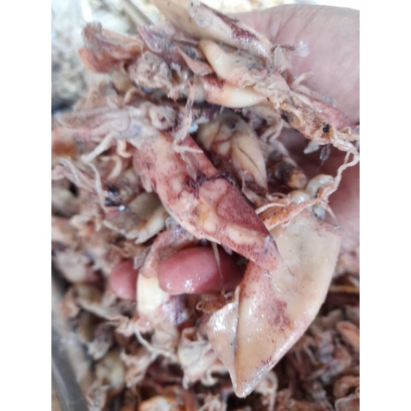 

CUMI ASIN mentah ( 100 gram )