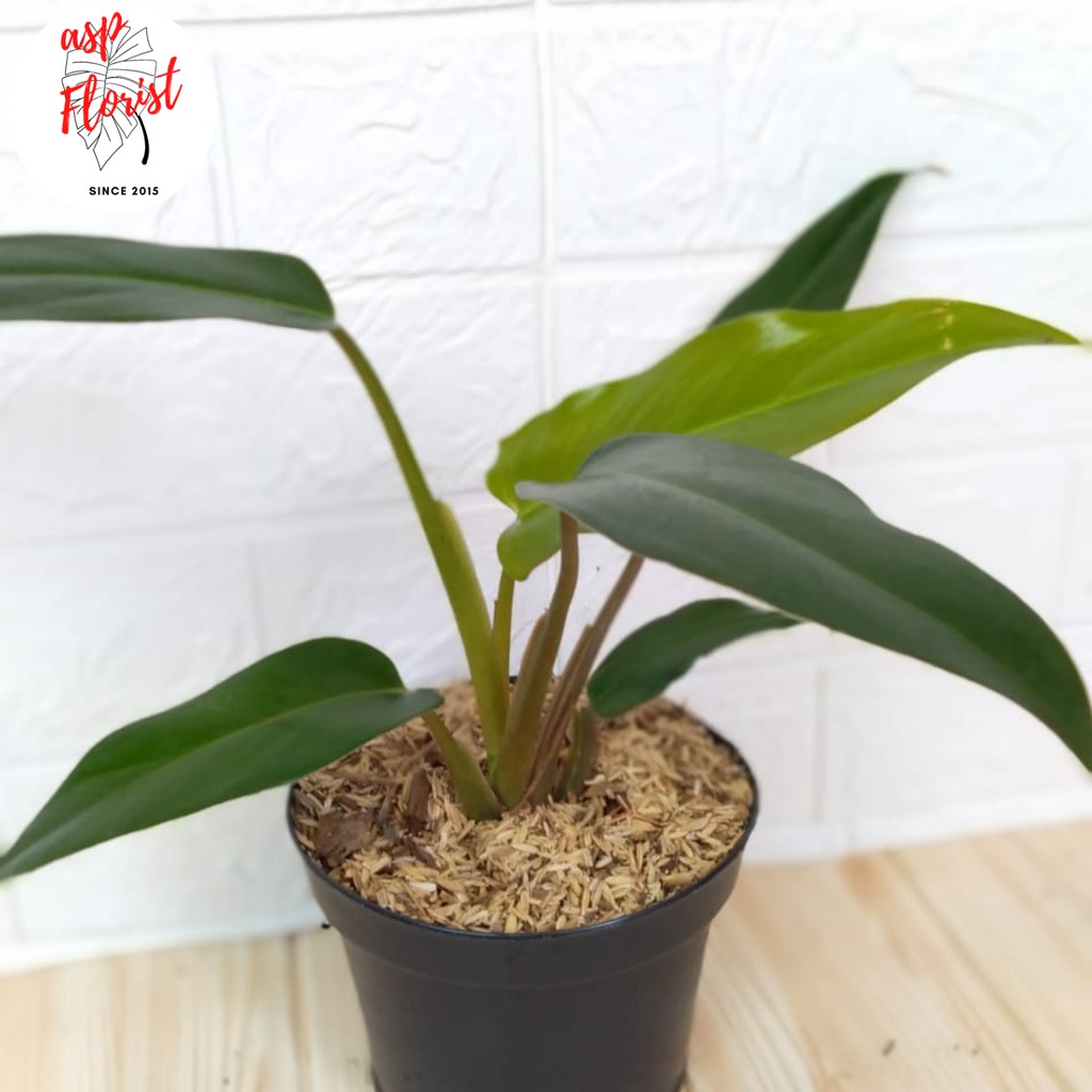 Philodendron Mexicanum