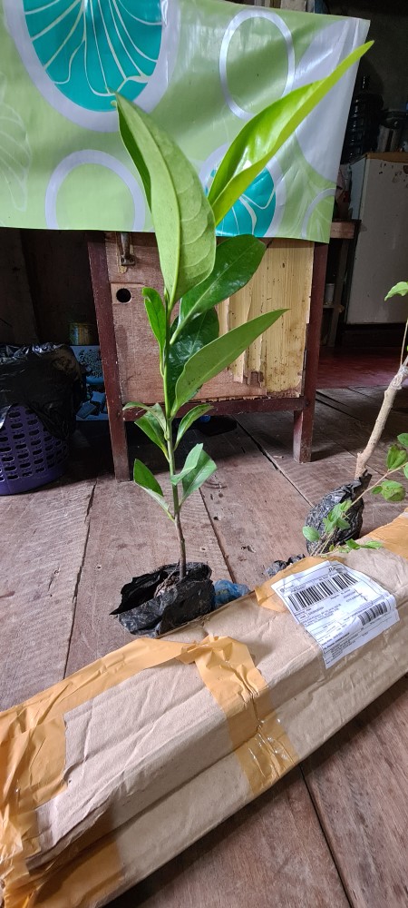 Bibit Tanaman Buah Black Sapotte/ Black Sapote/ Bibit Black Sapote Murah