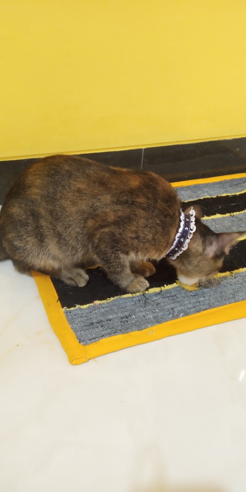 Pita Grosgrain 3/8 Jangkar