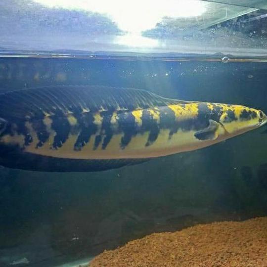 Channa ys yellow maru sentarum red eye 15-20 cm predator fish iwak galak CnF //Murah