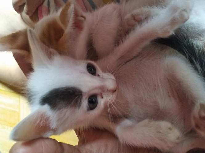 Payung Pvc Anak Karakter Full Print Renda Printing