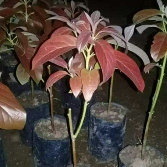 bibit buah alpukat red vietnam tinggi 40-60cm