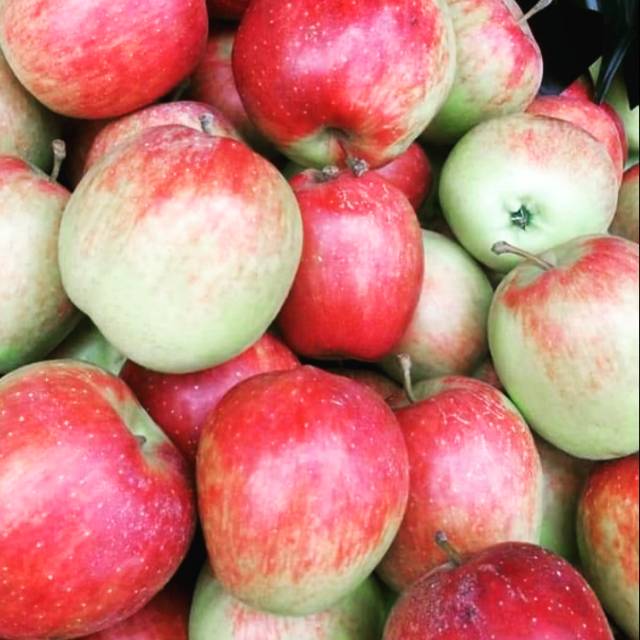 APEL MALANG | APEL ANA MALANG 1KG | APEL ANNA | APEL MERAH MALANG